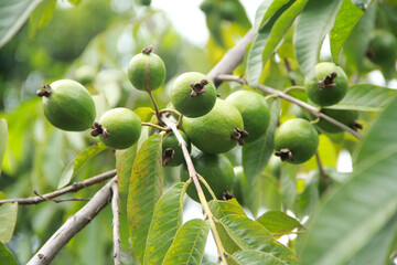 Guava fruit hanging on the tree's branch. Tropical Fruit Guava on Guavas Tree.