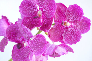 Beautiful pink-purple vanda orchid flower bouquet isolated on white background.