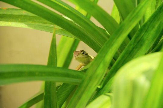 Little garden lizard on pandan tree at the garden