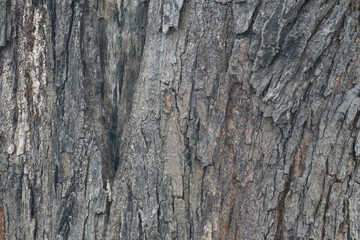 Naklejka premium Old tree texture. Bark pattern, For background wood work, Bark of brown hardwood, thick bark hardwood, residential house wood. nature, tree, bark, hardwood, trunk, tree , tree trunk close up texture