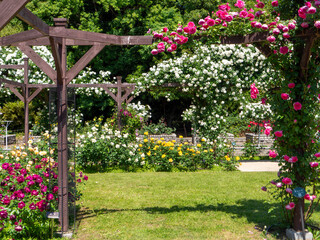 色鮮やかなバラ園の風景