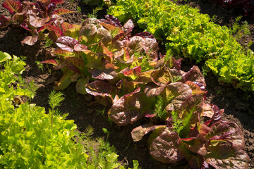View of lettuce on the beds of the Apothecary garden on the territory of the architectural and museum complex of the Spaso-Evfimiev Monastery on a sunny summer day, Suzdal, Vladimir region, Russia