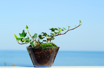 へデラを山ゴケを植え付けたガラス容器に