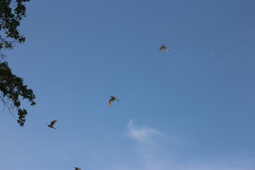 Blue sky with cloud. Clearing day and Good weather in the morning.