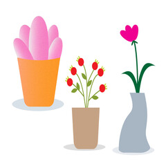 pink flowers in a pot