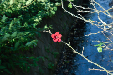 小川に咲く紅色の花