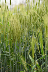 Green wheat field close up image, Green Wheat whistle, Wheat bran fields, agriculture, wheat field Pakistan, closeup of green cereal field