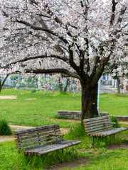 公園に咲く桜の花とベンチ