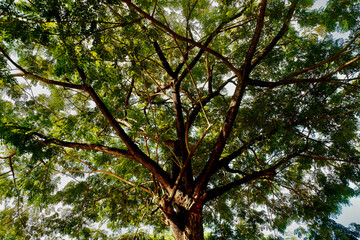 Naklejka premium Looking up at a lush, sprawling tree, its dense canopy providing a beautiful and shady refuge, perfect for shelter on a hot, sunny day