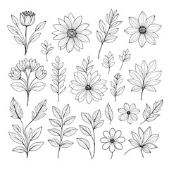 Set line art floral element