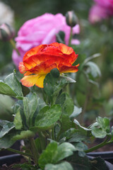 Beautiful red yellow ranunculus flower growing in an outdoor flower garden. ranunculus flower closeup, yellow blooming flower
