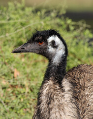 Close up portrait of an emu bird animal in Australia