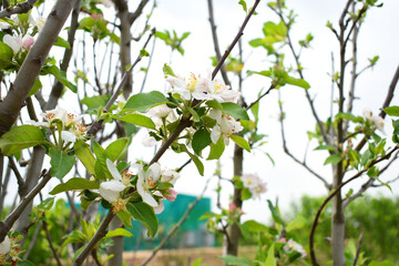 Fresh spring blossom of apple tree with green leaves, Flowering apple tree, Beautiful flowers of apple trees in spring, Spring background, flowering trees, Apple tree, flower, closeup