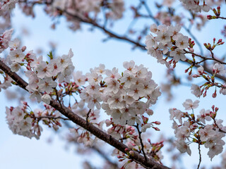 青空と桜の花