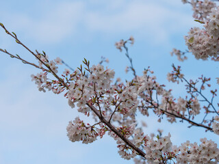 青空と桜の花