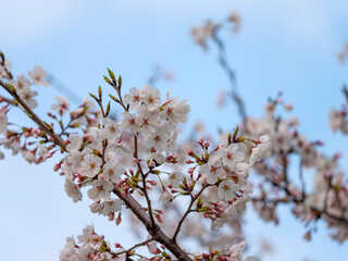 青空と桜の花