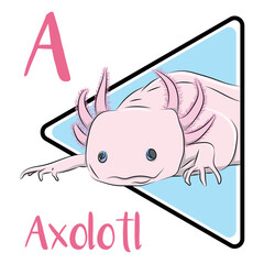 axolotl, a salamander of the family Ambystomatidae, is notable for its permanent retention of larval features, such as external gills. Found only in Lake Xochimilco, within Mexico City.