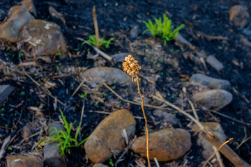 plant and grass grouning in bush fire burnt ground near bundaberg, Queensland