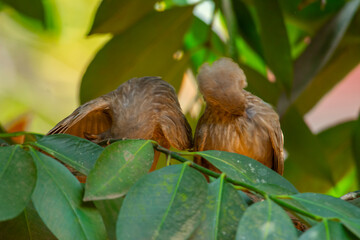 Yellow billed babbler