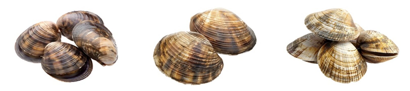 List of asari clams isolated on transparent background