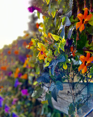 Close up of a Black eye Susan Vine with  flowers in bloom on a wooden fence flowers in beautiful garden