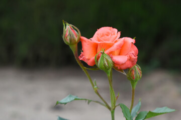 Beautiful red rose flower closeup in garden, A very beautiful rose flower bloomed on the rose tree, Rose flower, bloom flowers, Natural spring flower,  Nature