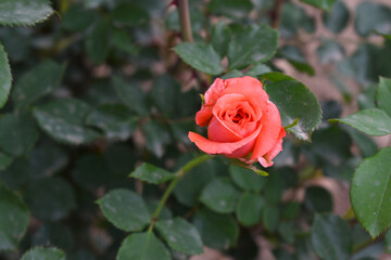 Beautiful red rose flower closeup in garden, A very beautiful rose flower bloomed on the rose tree, Rose flower, bloom flowers, Natural spring flower,  Nature