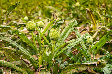 Artichoke field in Castroville, California
