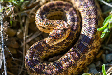 Close-up of Pacific gopher snake (Pituophis catenifer catenifer)