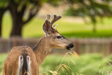 Close-up of Male Black Tail Deer with antlers.