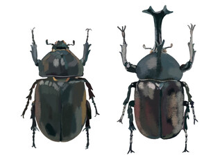 かぶと虫（オスとメス） © あすなろ挿絵店