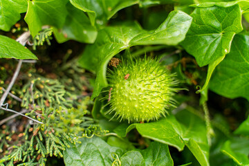 Close-up of Marah fabaceus (wild cucumber)