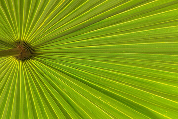 Obraz premium green leaf background, nature texture
