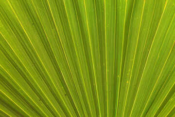 green leaf background, nature texture