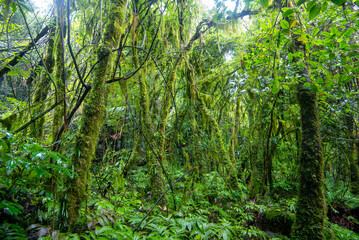 Tawa and Nikau Forest - New Zealand