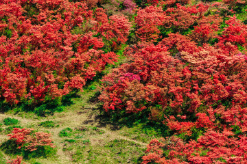 山肌染める真っ赤なツツジ