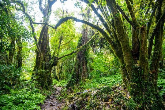 Tawa and Nikau Forest - New Zealand