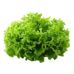 green lettuce isolated on white