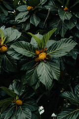 Naklejka premium Tropical Plants