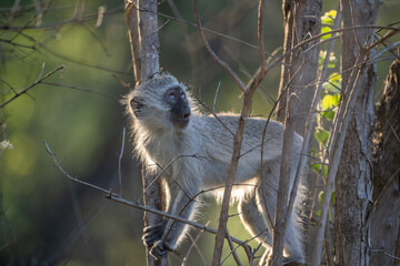 Vervet Monkey golden hour