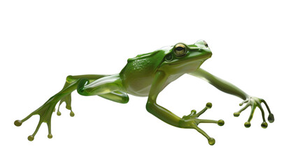 Fototapeta premium An emerald glass frog depicted in a dynamic pose, its limbs outstretched and muscles tensed as it prepares to jump.Isolated on a transparent background.
