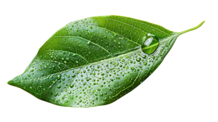 Symbolic photograph of a raindrop on a green leaf, representing the interconnectedness of life and nature's regenerative power.Isolated on a transparent background.
