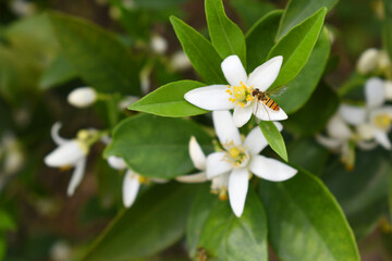 Blossoming orange tree, Valencia orange and orange blossoms, Spring harvest, closeup of Orange tree...