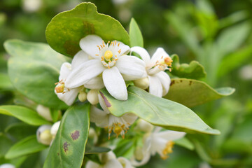 Blossoming orange tree, Valencia orange and orange blossoms, Spring harvest, closeup of Orange tree branches with flowers, buds and leaves, Chakwal, Punjab, Pakistan