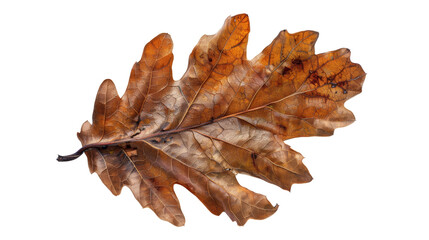 Fototapeta premium A single oak leaf with a rich, earthy brown hue, showcasing its intricate texture and lobed edges, Isolated on white background.
