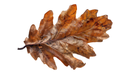A single oak leaf with a rich, earthy brown hue, showcasing its intricate texture and lobed edges, Isolated on white background.