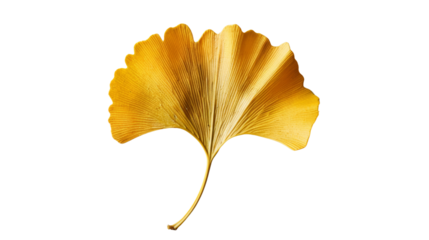 A single ginkgo leaf with its distinctive fan-shaped form and golden yellow hue, symbolizing longevity and resilience, Isolated on white background.