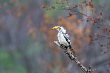 Yellow billed horn-bill