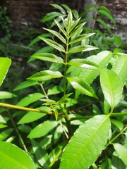 Leaves of the kedondong plant