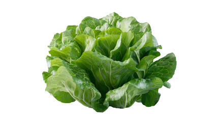 High-quality 3D rendering of a lettuce stalk in front view with HD details on a transparent background, showcasing fresh and organic produce.  PNG file. AI generative.